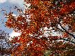 DSC01387.JPG