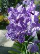 DSC02888.JPG