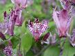 DSC07979.JPG