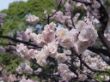 DSC00947.JPG